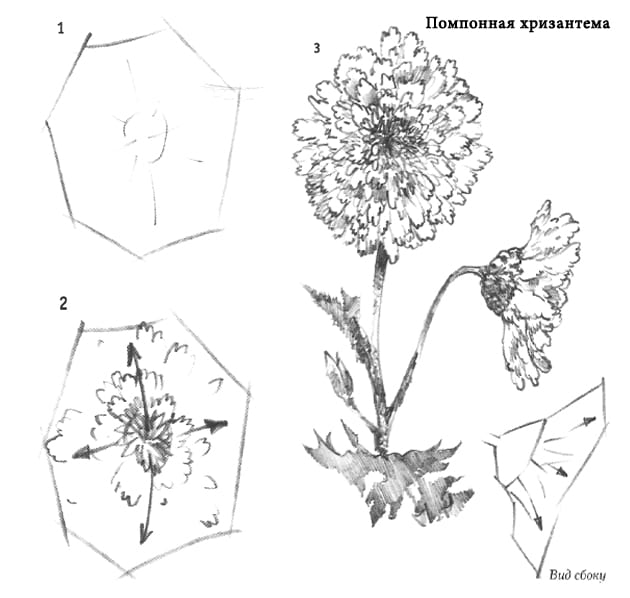 Хризантема нарисовать поэтапно