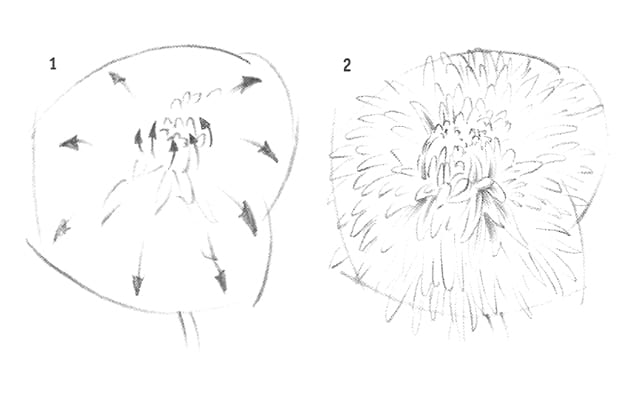 Как нарисовать хризантему карандашом