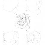 Как нарисовать розу флорибунда карандашом