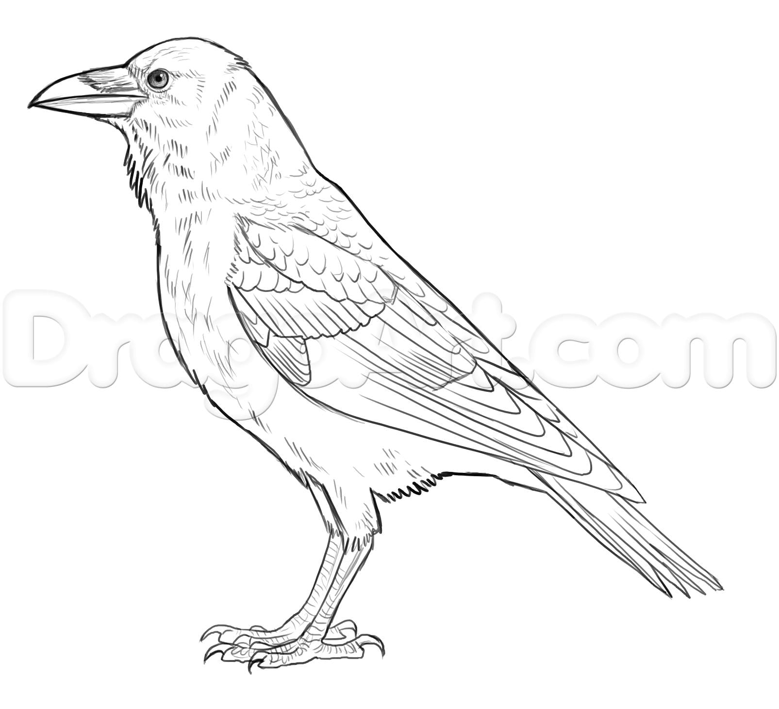 Как нарисовать ворона карандашом