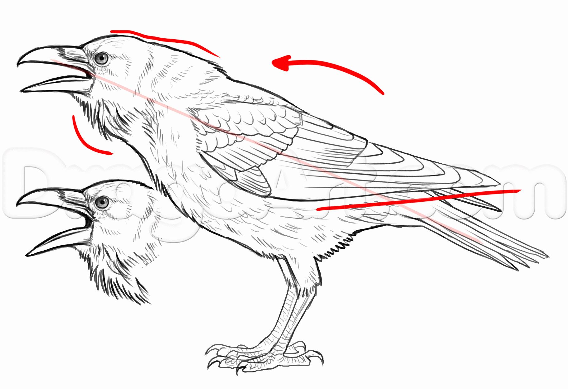 Как нарисовать ворона карандашом