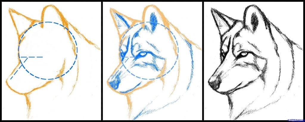 Как нарисовать голову волка