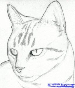 Как нарисовать морду кошки поэтапно