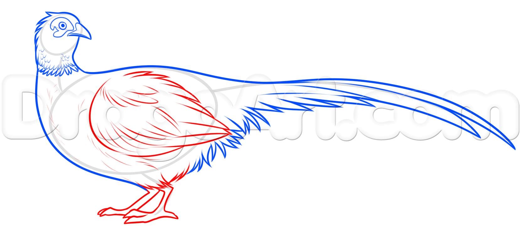 как нарисовать фазана