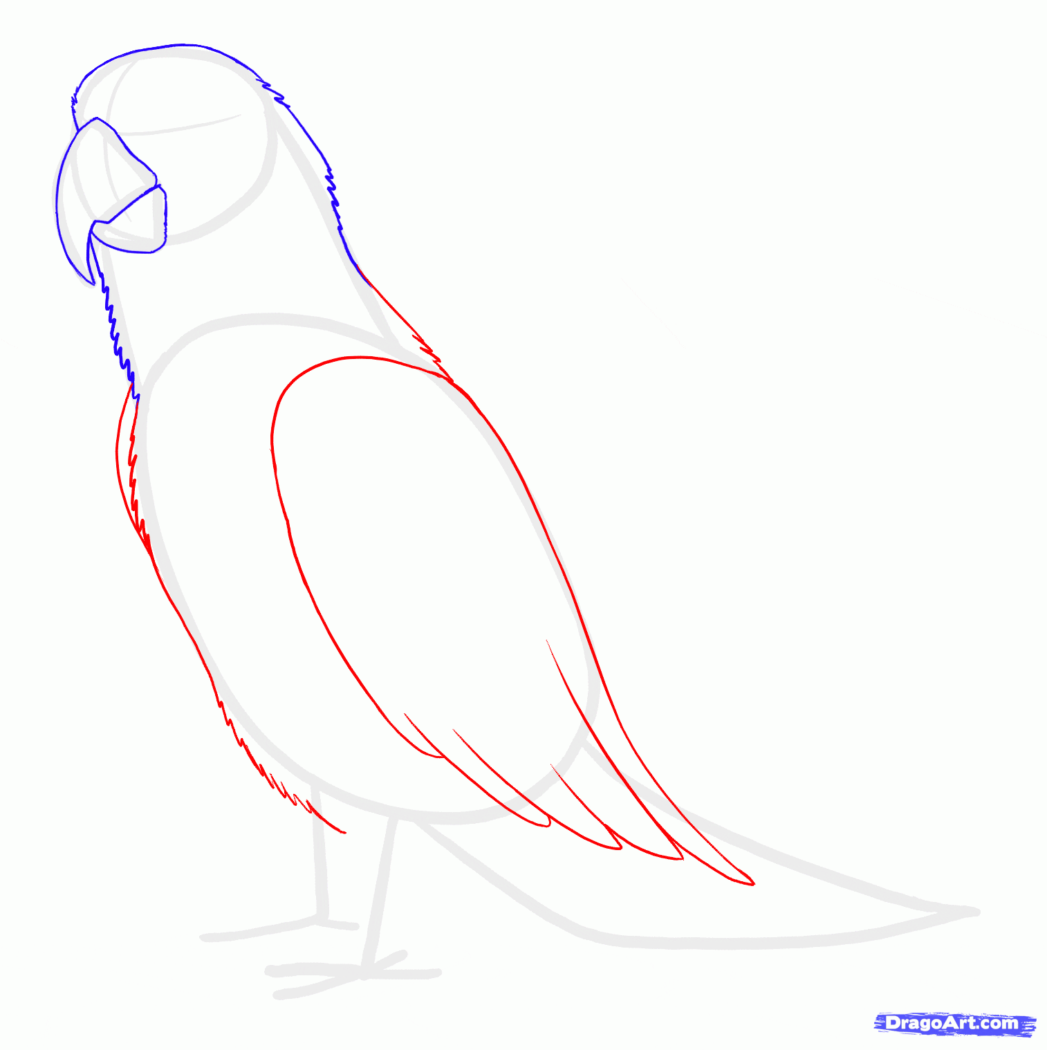 Как нарисовать попугая ара