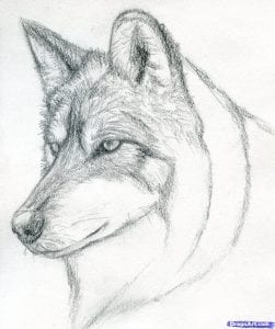Как нарисовать голову волка