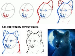 Как нарисовать волка карандашом Как нарисовать волка карандашом