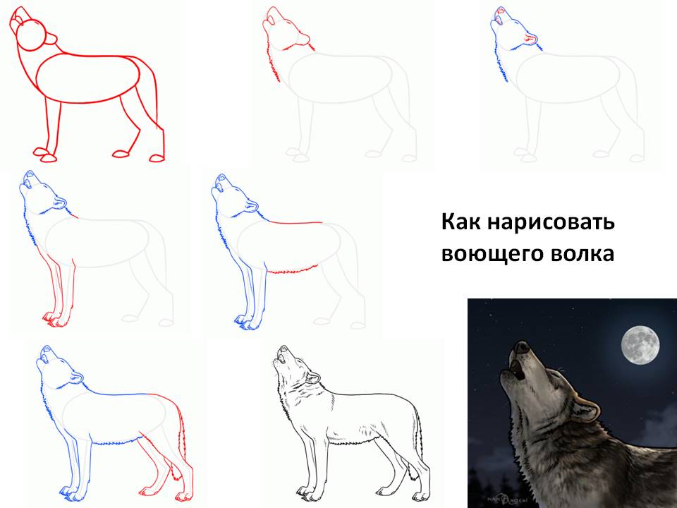 Как нарисовать воющего волка