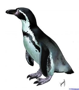 Как нарисовать пингвина карандашом