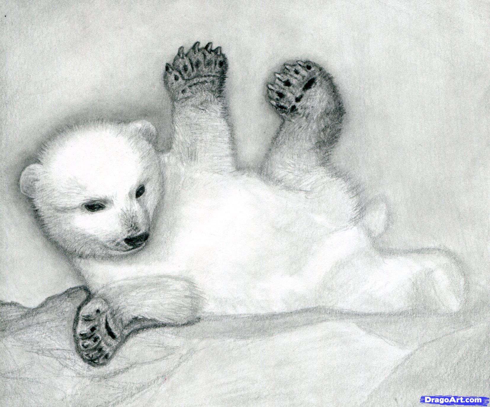 Как нарисовать полярного медведя