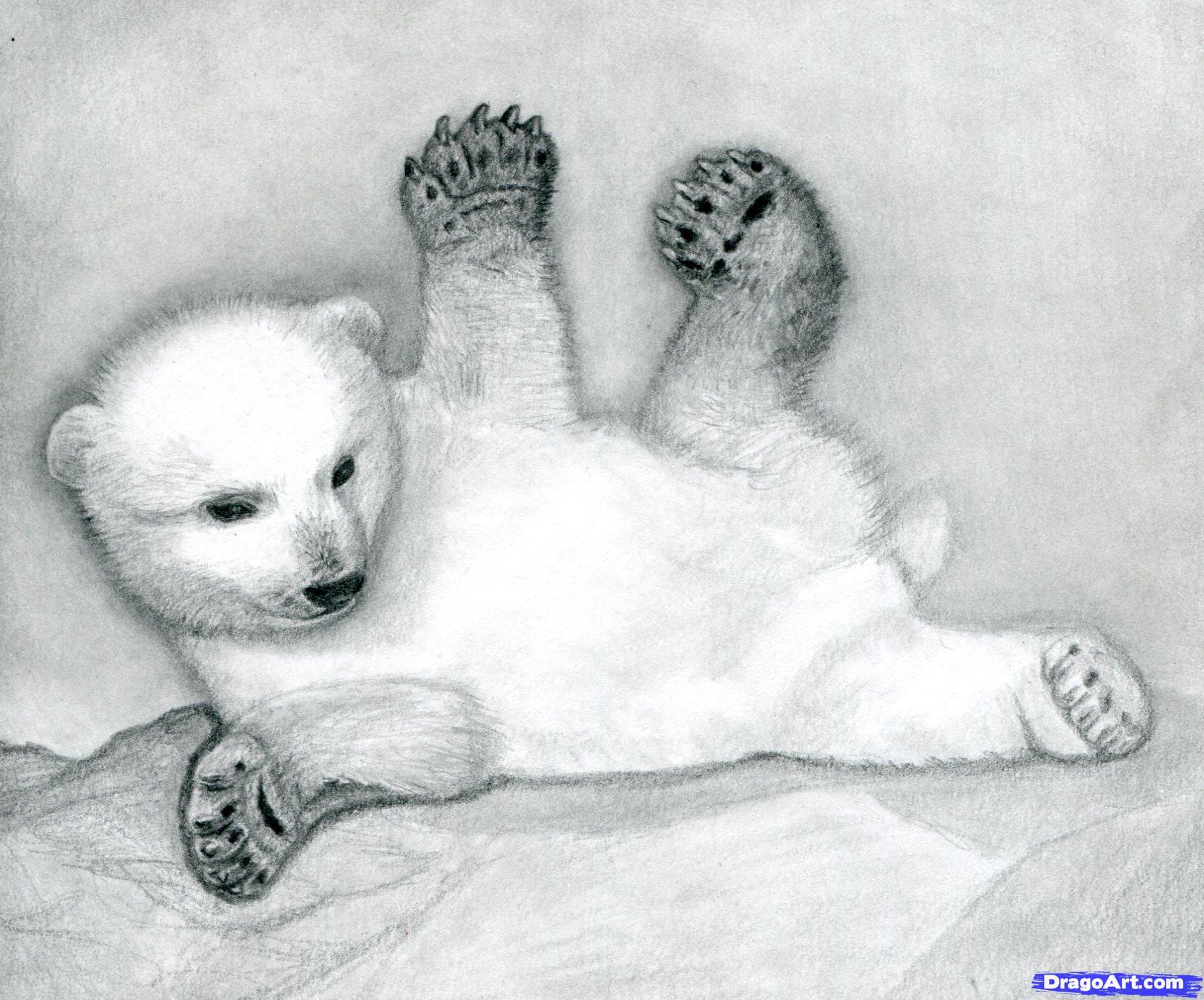 Как нарисовать полярного медведя