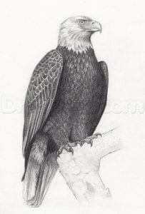 Как нарисовать орлана
