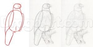 Как нарисовать орлана