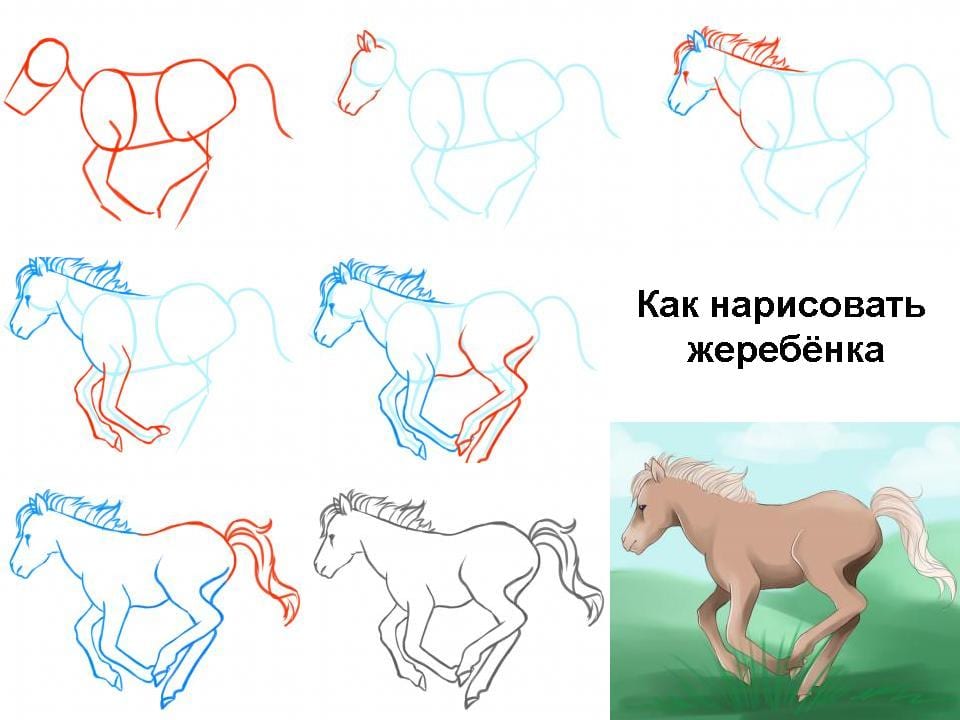 Как нарисовать жеребенка