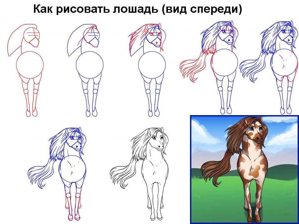 Как рисовать лошадь спереди