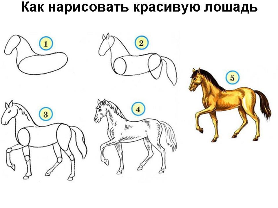Как нарисовать красивую лошадь