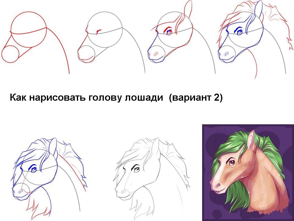 Как нарисовать голову лошади