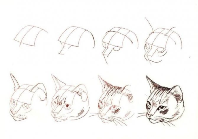 Как нарисовать кошку поэтапно для начинающих