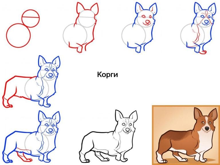 Как рисовать корги собаку