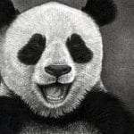 Как нарисовать панду карандашом
