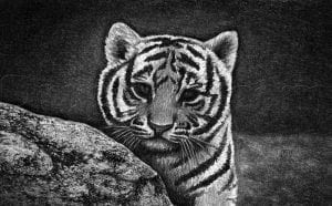 Как нарисовать тигренка поэтапно