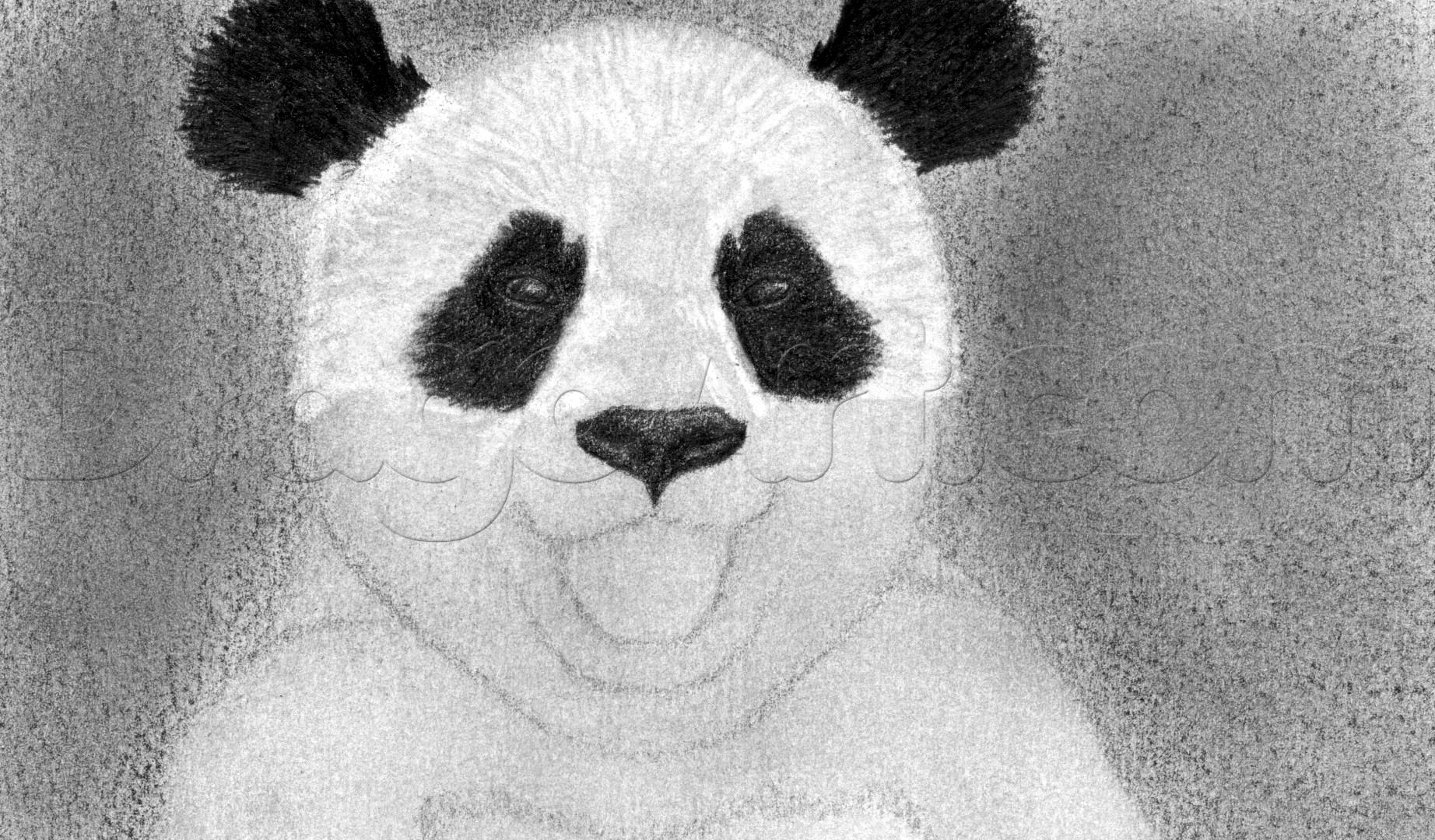 Как нарисовать панду карандашом поэтапно
