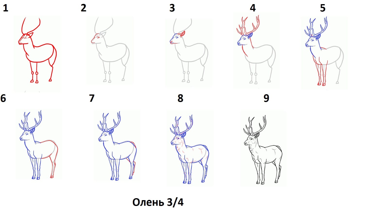 Нарисовать оленя легко. Поэтапное рисование оленя. Как нарисовать оленя поэтапно. Как нарисовать олень поитапно. Поэтапное рисование оленя карандашом.