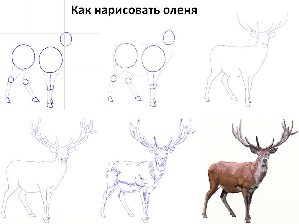 Нарисовать оленя карандашом легко. Поэтапное рисование оленя. Как нарисовать оленя поэтапно. Поэтапное рисование оленя карандашом. Олень рисунок поэтапно.