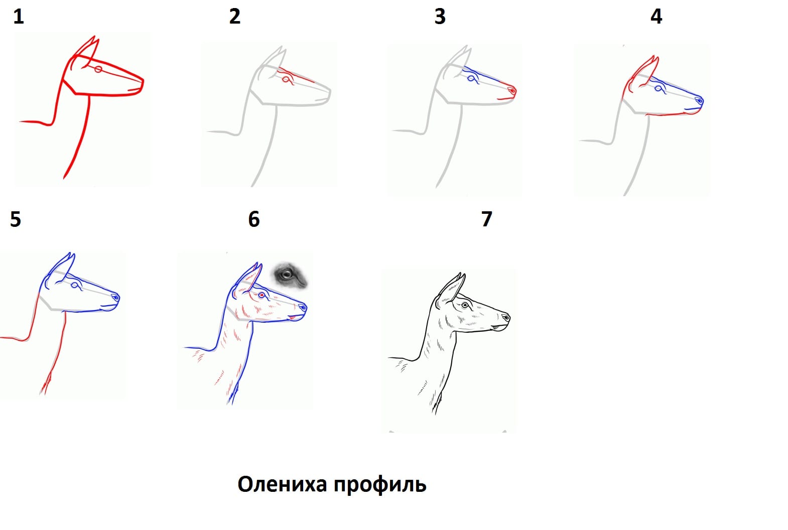 Как нарисовать олениху