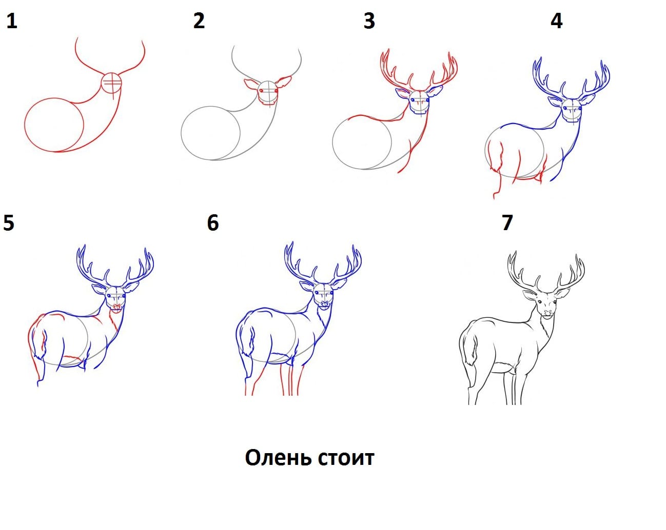 Как нарисовать оленя