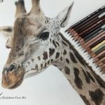 Как нарисовать жирафа поэтапно