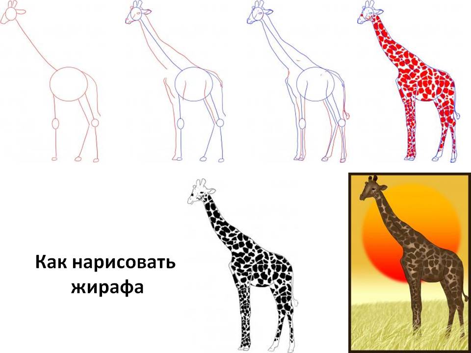 как нарисовать большого жирафа