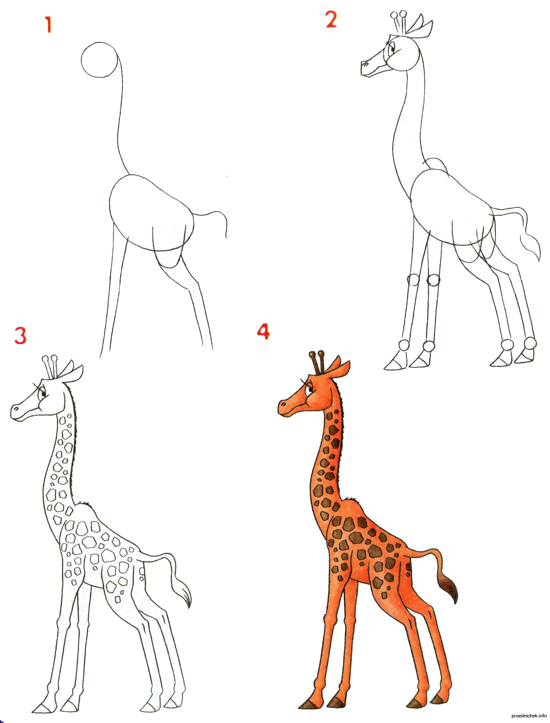 как нарисовать жирафа для начинающих