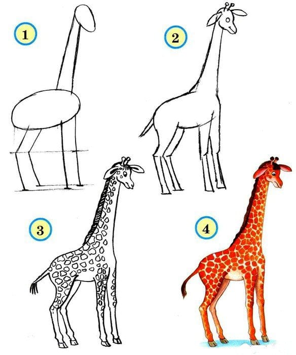 как нарисовать жирафа карандашом