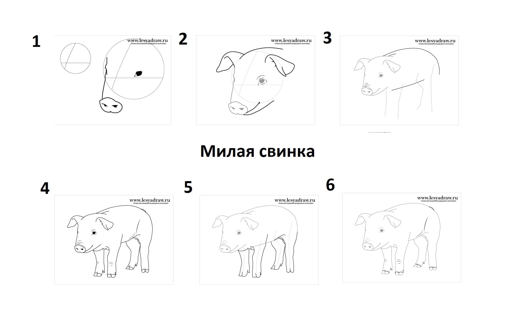 Как рисовать свинку поэтапно