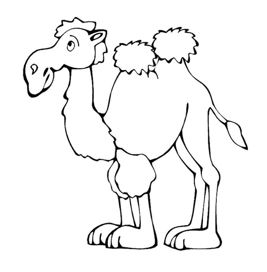 Раскраски животные для детей верблюд