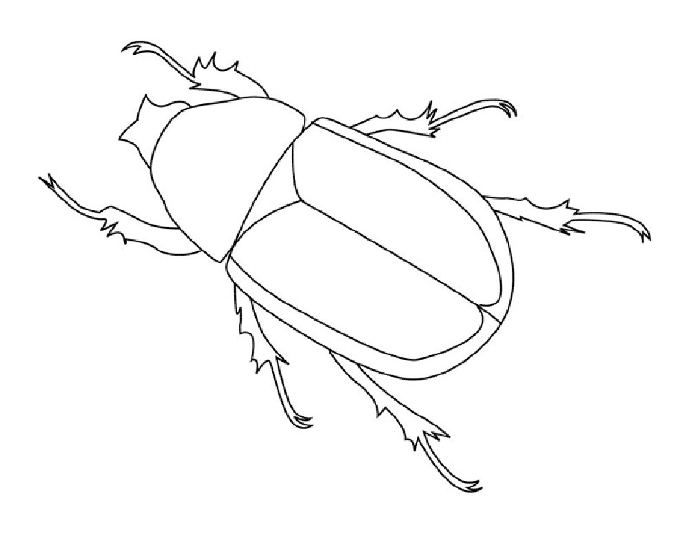 Майский хрущ рисунок