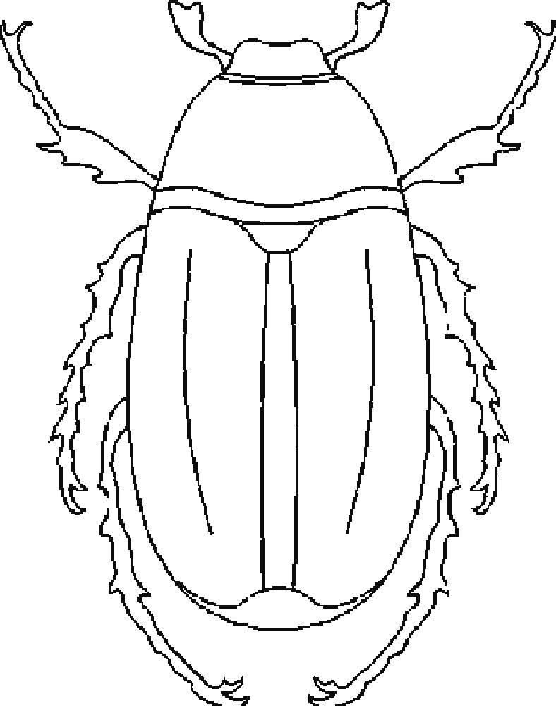 Жук рисунок раскраска
