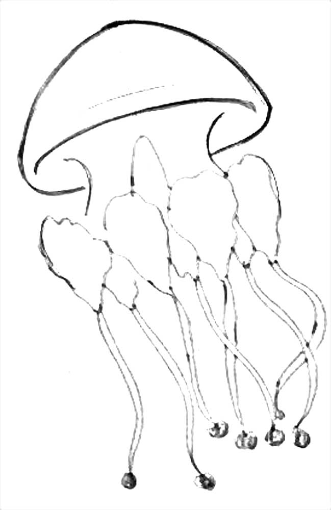 Медуза нарисовать для детей