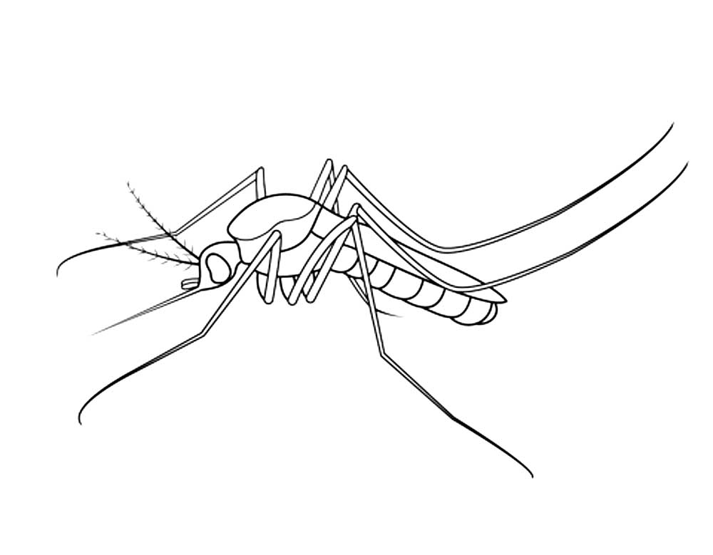 Комар рисунок для детей простой