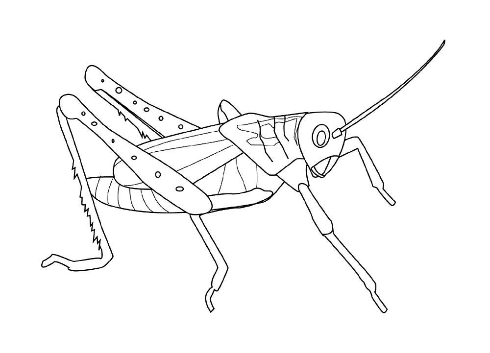 Кузнечик рисунок раскраска