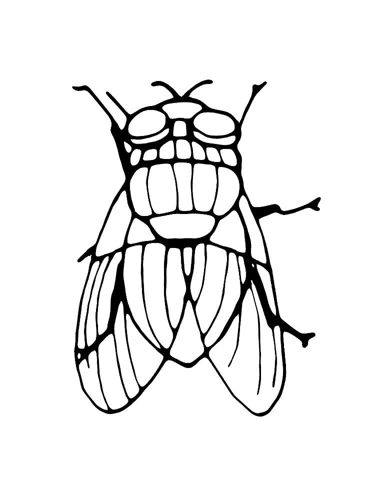 Картинка для раскраски муха