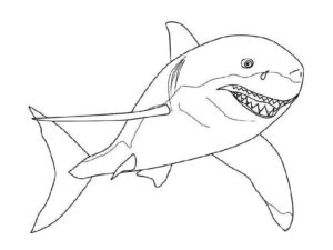 Акула картинки раскраски (1)