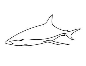 Акула картинки раскраски (15)