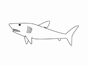 Акула картинки раскраски (20)