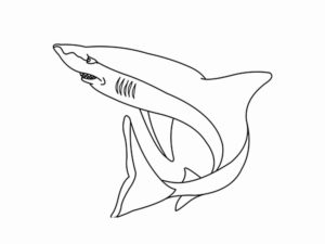 Акула картинки раскраски (22)