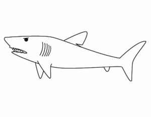 Акула картинки раскраски (29)