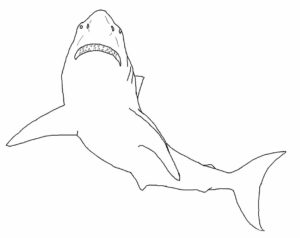 Акула картинки раскраски (30)