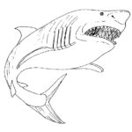 Акула картинки раскраски (31)