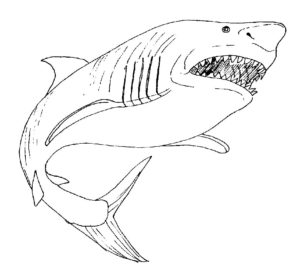 Акула картинки раскраски (31)